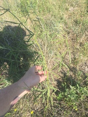 Pediomelum linearifolium