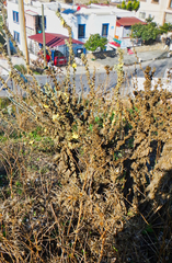 Verbascum mucronatum