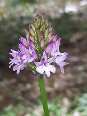 Anacamptis pyramidalis pyramidalis