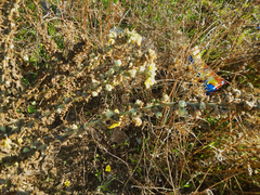 Verbascum mucronatum