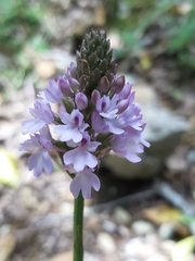 Anacamptis pyramidalis pyramidalis