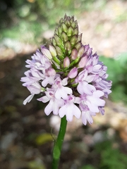 Anacamptis pyramidalis pyramidalis
