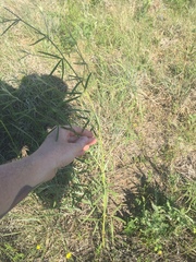 Pediomelum linearifolium