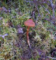 Cortinarius gentilis