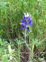 Lupinus nanus