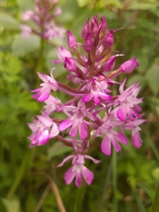 Anacamptis pyramidalis pyramidalis