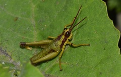 Ommatolampis quadrimaculata