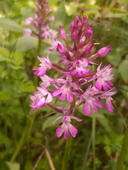 Anacamptis pyramidalis pyramidalis