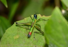 Eumastax salazari