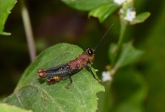 Kyphiacris
