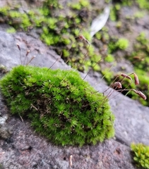 Ptychostomum capillare