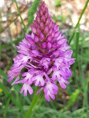 Anacamptis pyramidalis pyramidalis