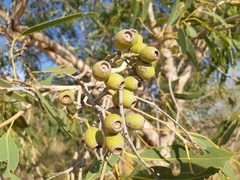 Corymbia hamersleyana