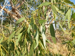 Corymbia hamersleyana