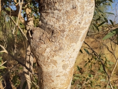 Corymbia hamersleyana