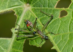 Eumastax salazari