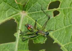 Eumastax salazari