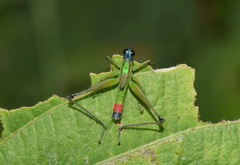 Eumastax salazari