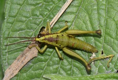 Ommatolampis quadrimaculata