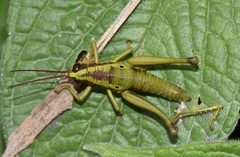Ommatolampis quadrimaculata