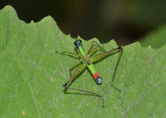 Eumastax salazari