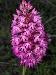Anacamptis pyramidalis pyramidalis