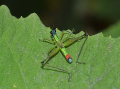 Eumastax salazari