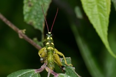 Ommatolampis quadrimaculata