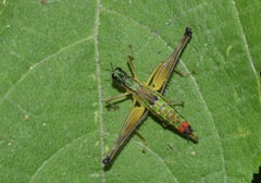 Eumastax salazari