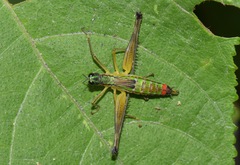 Eumastax salazari