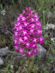 Anacamptis pyramidalis pyramidalis