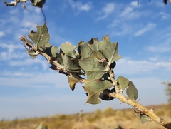 Acacia inaequilatera