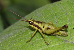 Ommatolampis quadrimaculata