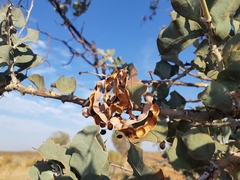 Acacia inaequilatera