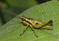 Ommatolampis quadrimaculata