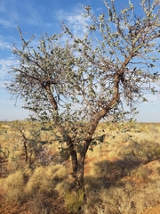 Acacia inaequilatera