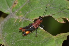 Kyphiacris
