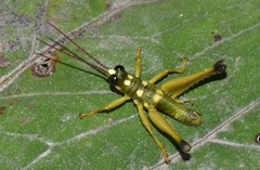 Ommatolampis quadrimaculata