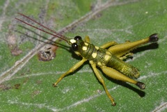 Ommatolampis quadrimaculata