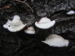 Crepidotus cesatii