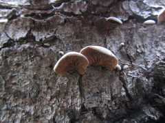 Crepidotus cesatii