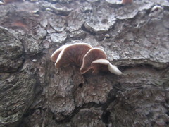 Crepidotus cesatii