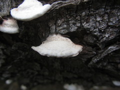 Crepidotus cesatii