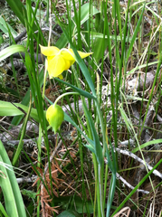 Calochortus amabilis