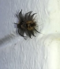 Tumicla sagenaria