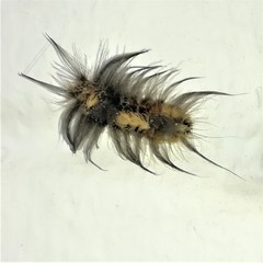 Tumicla sagenaria