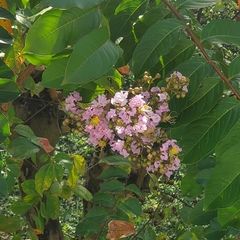 Lagerstroemia indica