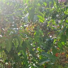 Lagerstroemia indica