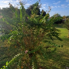 Lagerstroemia indica