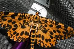 Epobeidia tigrata tigrata